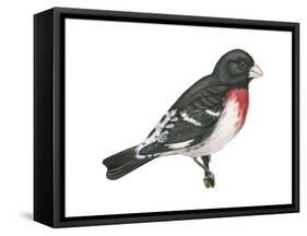 Rose-Breasted Grosbeak (Pheucticus Ludovicianus), Birds-Encyclopaedia Britannica-Framed Stretched Canvas