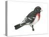 Rose-Breasted Grosbeak (Pheucticus Ludovicianus), Birds-Encyclopaedia Britannica-Stretched Canvas