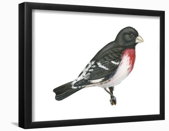 Rose-Breasted Grosbeak (Pheucticus Ludovicianus), Birds-Encyclopaedia Britannica-Framed Poster