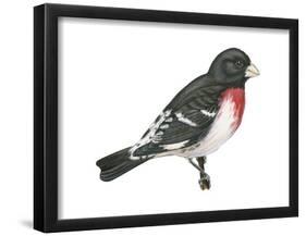 Rose-Breasted Grosbeak (Pheucticus Ludovicianus), Birds-Encyclopaedia Britannica-Framed Poster