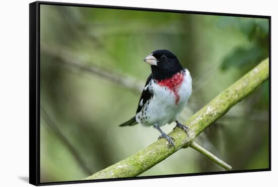 Rose-breasted grosbeak (Pheucticus ludovicianus) perched.-Larry Ditto-Framed Stretched Canvas