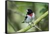 Rose-breasted grosbeak (Pheucticus ludovicianus) perched.-Larry Ditto-Framed Stretched Canvas