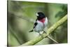 Rose-breasted grosbeak (Pheucticus ludovicianus) perched.-Larry Ditto-Stretched Canvas