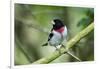Rose-breasted grosbeak (Pheucticus ludovicianus) perched.-Larry Ditto-Framed Photographic Print