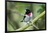 Rose-breasted grosbeak (Pheucticus ludovicianus) perched.-Larry Ditto-Framed Photographic Print