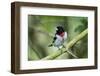 Rose-breasted grosbeak (Pheucticus ludovicianus) perched.-Larry Ditto-Framed Photographic Print