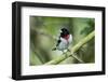 Rose-breasted grosbeak (Pheucticus ludovicianus) perched.-Larry Ditto-Framed Photographic Print