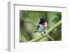 Rose-breasted grosbeak (Pheucticus ludovicianus) perched.-Larry Ditto-Framed Photographic Print