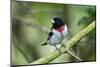 Rose-breasted grosbeak (Pheucticus ludovicianus) perched.-Larry Ditto-Mounted Photographic Print