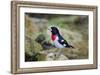Rose-breasted Grosbeak (Pheucticus ludovicianus) perched-Larry Ditto-Framed Photographic Print