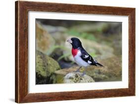 Rose-breasted Grosbeak (Pheucticus ludovicianus) perched-Larry Ditto-Framed Photographic Print