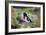 Rose-breasted Grosbeak (Pheucticus ludovicianus) perched-Larry Ditto-Framed Photographic Print