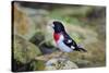 Rose-breasted Grosbeak (Pheucticus ludovicianus) perched-Larry Ditto-Stretched Canvas