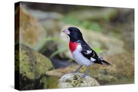 Rose-breasted Grosbeak (Pheucticus ludovicianus) perched-Larry Ditto-Stretched Canvas