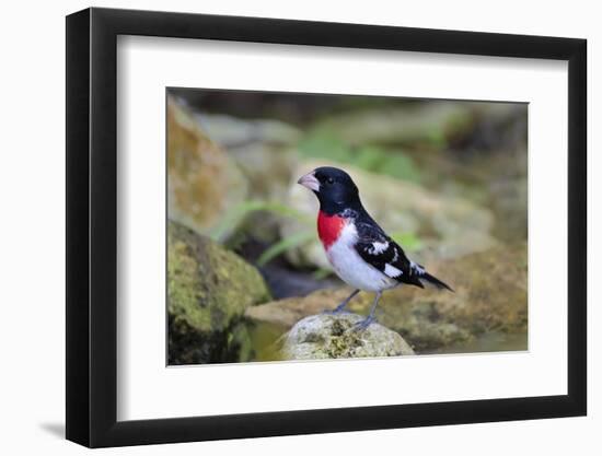 Rose-breasted Grosbeak (Pheucticus ludovicianus) perched-Larry Ditto-Framed Photographic Print