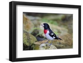 Rose-breasted Grosbeak (Pheucticus ludovicianus) perched-Larry Ditto-Framed Photographic Print