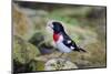 Rose-breasted Grosbeak (Pheucticus ludovicianus) perched-Larry Ditto-Mounted Photographic Print