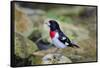 Rose-breasted Grosbeak (Pheucticus ludovicianus) perched-Larry Ditto-Framed Stretched Canvas
