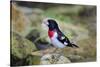 Rose-breasted Grosbeak (Pheucticus ludovicianus) perched-Larry Ditto-Stretched Canvas