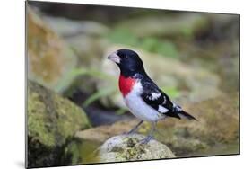 Rose-breasted Grosbeak (Pheucticus ludovicianus) perched-Larry Ditto-Mounted Photographic Print
