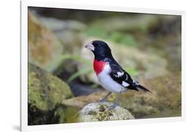 Rose-breasted Grosbeak (Pheucticus ludovicianus) perched-Larry Ditto-Framed Photographic Print