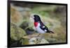 Rose-breasted Grosbeak (Pheucticus ludovicianus) perched-Larry Ditto-Framed Photographic Print