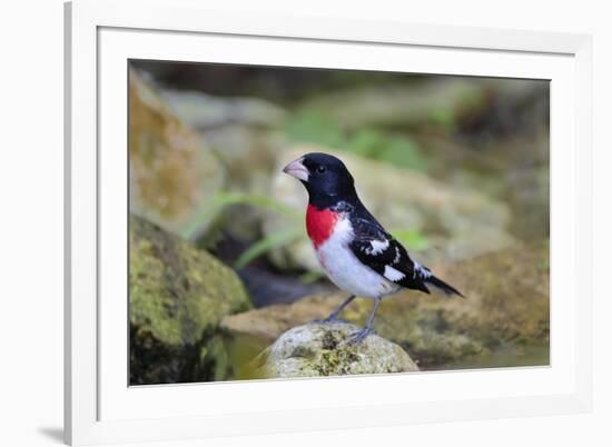 Rose-breasted Grosbeak (Pheucticus ludovicianus) perched-Larry Ditto-Framed Photographic Print