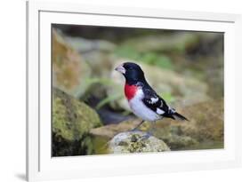 Rose-breasted Grosbeak (Pheucticus ludovicianus) perched-Larry Ditto-Framed Photographic Print