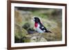 Rose-breasted Grosbeak (Pheucticus ludovicianus) perched-Larry Ditto-Framed Photographic Print