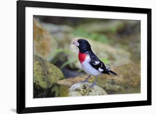 Rose-breasted Grosbeak (Pheucticus ludovicianus) perched-Larry Ditto-Framed Photographic Print