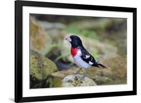 Rose-breasted Grosbeak (Pheucticus ludovicianus) perched-Larry Ditto-Framed Photographic Print