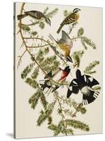 Rose-Breasted Grosbeak (Pheuticus Ludovicianus), Plate Cxxvii, from 'The Birds of America'-John James Audubon-Stretched Canvas