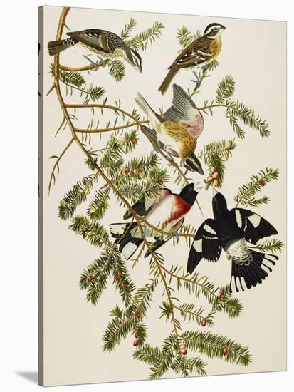 Rose-Breasted Grosbeak (Pheuticus Ludovicianus), Plate Cxxvii, from 'The Birds of America'-John James Audubon-Stretched Canvas