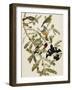 Rose-Breasted Grosbeak (Pheuticus Ludovicianus), Plate Cxxvii, from 'The Birds of America'-John James Audubon-Framed Giclee Print