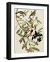 Rose-Breasted Grosbeak (Pheuticus Ludovicianus), Plate Cxxvii, from 'The Birds of America'-John James Audubon-Framed Giclee Print