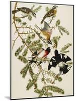 Rose-Breasted Grosbeak (Pheuticus Ludovicianus), Plate Cxxvii, from 'The Birds of America'-John James Audubon-Mounted Giclee Print