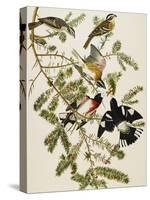 Rose-Breasted Grosbeak (Pheuticus Ludovicianus), Plate Cxxvii, from 'The Birds of America'-John James Audubon-Stretched Canvas