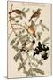 Rose Breasted Grosbeak-John James Audubon-Mounted Art Print