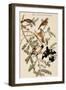 Rose Breasted Grosbeak-John James Audubon-Framed Art Print