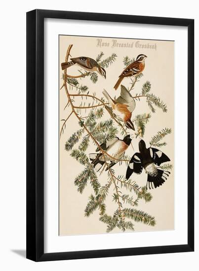 Rose Breasted Grosbeak-John James Audubon-Framed Art Print