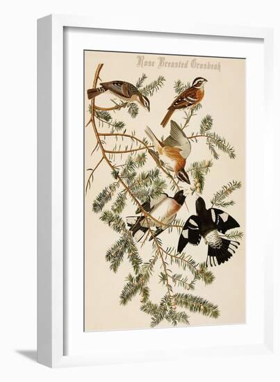 Rose Breasted Grosbeak-John James Audubon-Framed Art Print