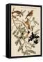 Rose Breasted Grosbeak-John James Audubon-Framed Stretched Canvas