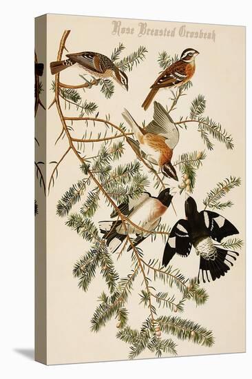 Rose Breasted Grosbeak-John James Audubon-Stretched Canvas
