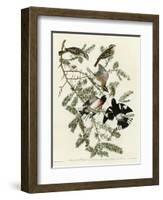 Rose Breasted Grosbeak-null-Framed Giclee Print