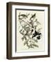 Rose Breasted Grosbeak-null-Framed Giclee Print