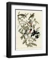 Rose Breasted Grosbeak-null-Framed Giclee Print