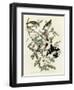Rose Breasted Grosbeak-null-Framed Giclee Print