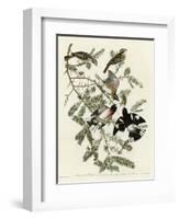 Rose Breasted Grosbeak-null-Framed Giclee Print