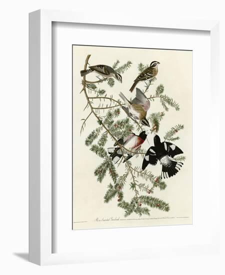 Rose Breasted Grosbeak-null-Framed Giclee Print