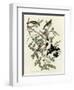 Rose Breasted Grosbeak-null-Framed Giclee Print